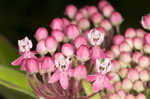 Swamp milkweed